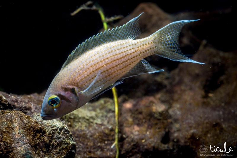 Neolamprologus olivaceous